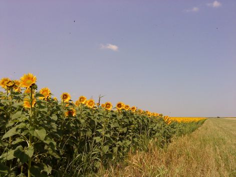 dsc00903.jpg